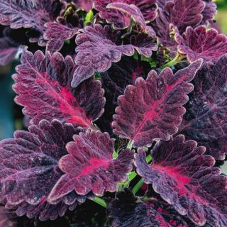 Black Dragon Coleus Thumbnail